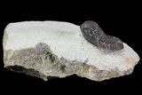 Bargain, Gerastos Trilobite Fossil - Morocco #69117-2
